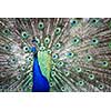 Splendid peacock with feathers out (Pavo cristatus) (shallow DOF; color toned image)