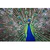 Splendid peacock with feathers out (Pavo cristatus) (shallow DOF; color toned image)