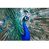 Splendid peacock with feathers out (Pavo cristatus) (shallow DOF; color toned image)