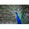 Splendid peacock with feathers out (Pavo cristatus) (shallow DOF; color toned image)