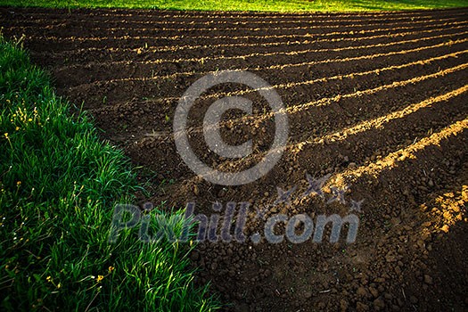Small field at sunset Small field at sunset