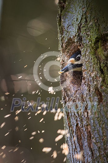 Great spotted woodpecker (Dendrocopos major) making rrom for the family in his new cavity Great spotted woodpecker (Dendrocopos major) making rrom for the family in his new cavity