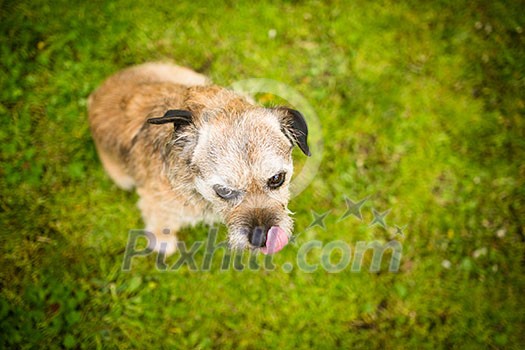 Portrait of a cute dog sitting on a green lawn, looking up