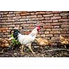 Hens in a farmyard (Gallus gallus domesticus)