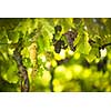 Large bunches of red wine grapes hang from an old vine in warm afternoon light (shallow DOF; color toned image)