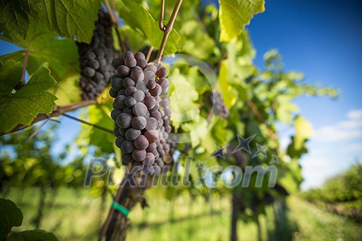 Large bunches of red wine grapes hang from an old vine in warm afternoon light