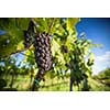 Large bunches of red wine grapes hang from an old vine in warm afternoon light