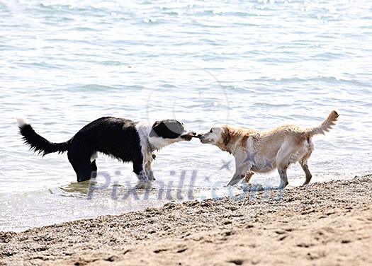 Two dogs playing tug of war with stick on the beach