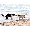 Two dogs playing tug of war with stick on the beach