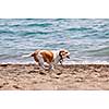 Small wet dog running along a sandy beach