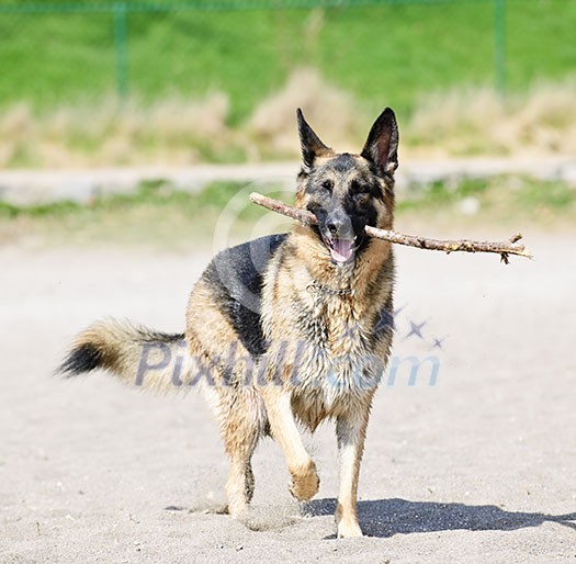 Healthy and active German Shepherd dog fetching stick on beach Healthy and active German Shepherd dog fetching stick on beach