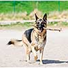 Healthy and active German Shepherd dog fetching stick on beach