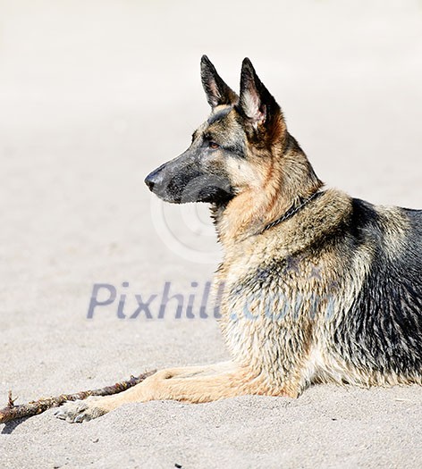 Healthy German Shepherd dog lying on sandy beach