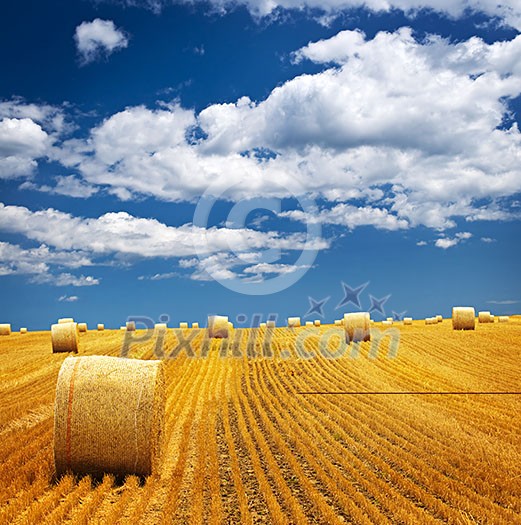 Agricultural landscape of hay bales in a golden field