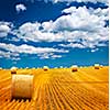 Agricultural landscape of hay bales in a golden field