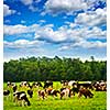 Cows grazing in a green pasture on sustainable small scale farm