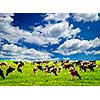 Cows grazing in a green pasture on sustainable small scale farm