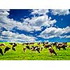 Cows grazing in a green pasture on sustainable small scale farm