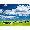 Cows grazing in a green pasture on sustainable small scale farm