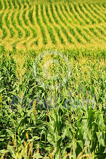 Agricultural landscape of corn field on small scale sustainable farm Agricultural landscape of corn field on small scale sustainable farm
