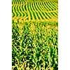 Agricultural landscape of corn field on small scale sustainable farm