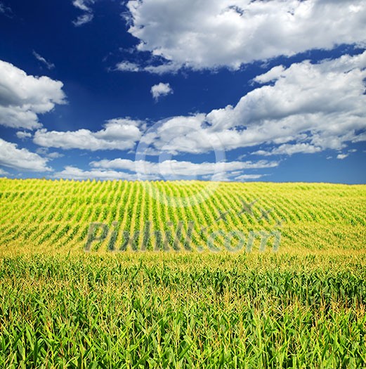 Agricultural landscape of corn field on small scale sustainable farm Agricultural landscape of corn field on small scale sustainable farm