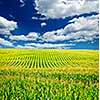 Agricultural landscape of corn field on small scale sustainable farm