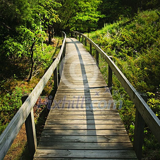 Wooden path through forest. Pinery provincial park, Ontario Canada