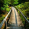 Wooden path through forest. Pinery provincial park, Ontario Canada