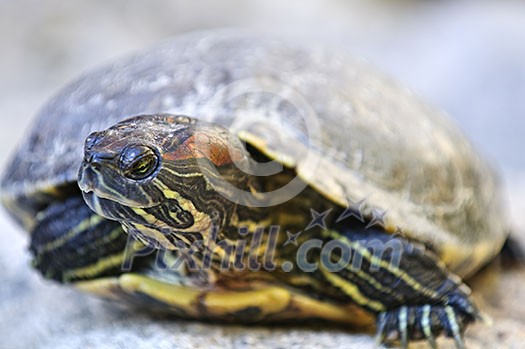 Close up of red eared slider turtle sitting on rock Close up of red eared slider turtle sitting on rock