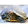 Close up of red eared slider turtle sitting on rock