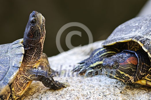 Two red eared slider turtles sitting on rock Two red eared slider turtles sitting on rock