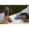 Two red eared slider turtles sitting on rock