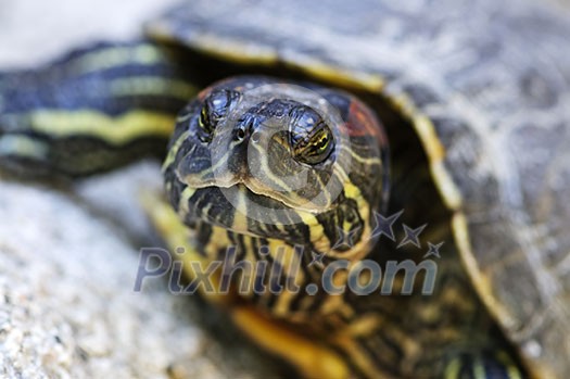 Close up of red eared slider turtle sitting on rock Close up of red eared slider turtle sitting on rock