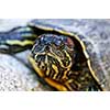 Close up of red eared slider turtle sitting on rock
