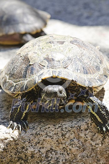 Close up of red eared slider turtle sitting on rock Close up of red eared slider turtle sitting on rock