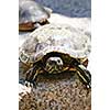 Close up of red eared slider turtle sitting on rock