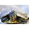 Close up of red eared slider turtle sitting on rock