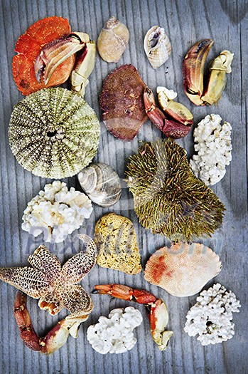 Background with different types of marine life from Atlantic ocean in Newfoundland, Canada Background with different types of marine life from Atlantic ocean in Newfoundland, Canada