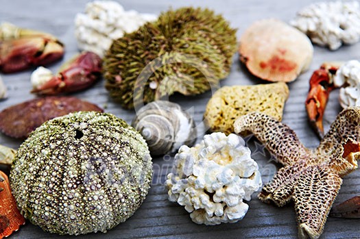 Different types of marine life from Atlantic ocean in Newfoundland, Canada Different types of marine life from Atlantic ocean in Newfoundland, Canada