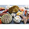 Different types of marine life from Atlantic ocean in Newfoundland, Canada