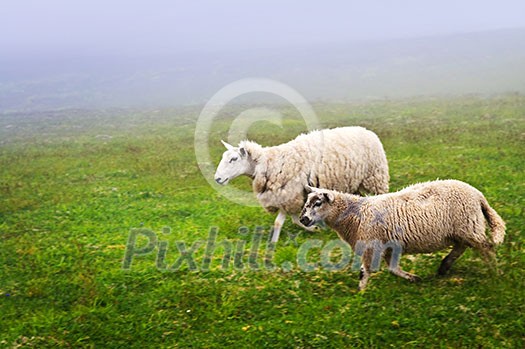 Two sheep walking in foggy field of Newfoundland, Canada