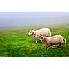 Two sheep walking in foggy field of Newfoundland, Canada