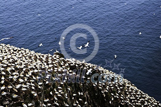 Northern gannets at Cape St. Mary's Ecological Bird Sanctuary in Newfoundland Northern gannets at Cape St. Mary's Ecological Bird Sanctuary in Newfoundland