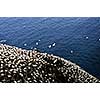 Northern gannets at Cape St. Mary's Ecological Bird Sanctuary in Newfoundland