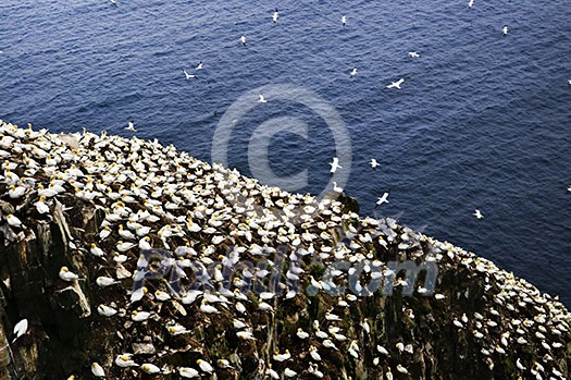 Northern gannets at Cape St. Mary's Ecological Bird Sanctuary in Newfoundland Northern gannets at Cape St. Mary's Ecological Bird Sanctuary in Newfoundland