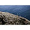 Northern gannets at Cape St. Mary's Ecological Bird Sanctuary in Newfoundland