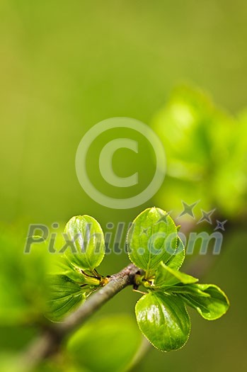 Green spring leaves budding new life in clean environment Green spring leaves budding new life in clean environment