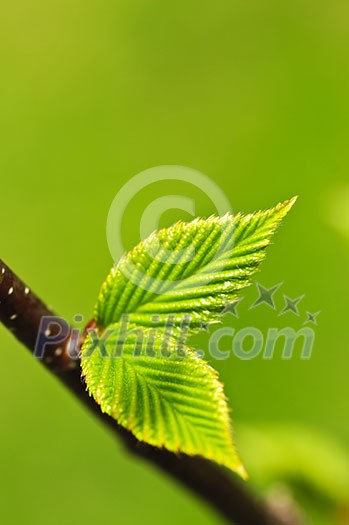Green spring leaves budding new life in clean environment Green spring leaves budding new life in clean environment