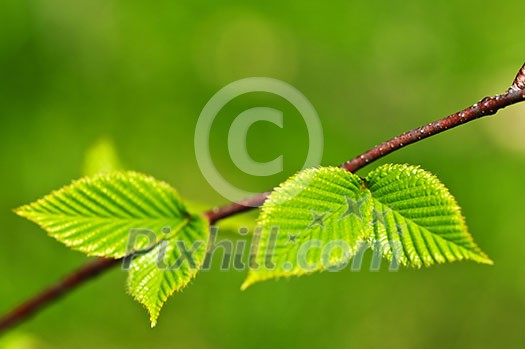 Green spring leaves budding new life in clean environment